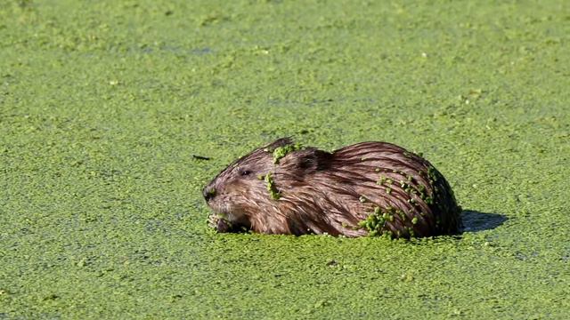 Сокровища дикой природы