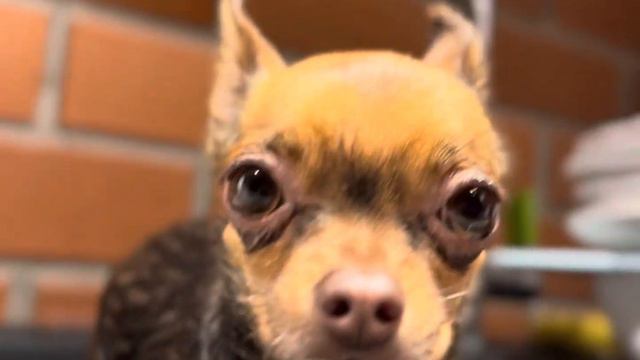 вот так моют мини-той терьера!) смотреть онлайн