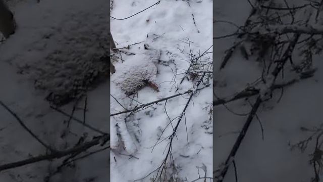 Лисичка в петлю на волка..mp4