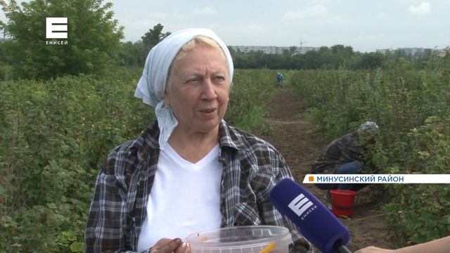 Ягодный сезон в разгаре: на юге края начали собирать смородину смотреть онлайн