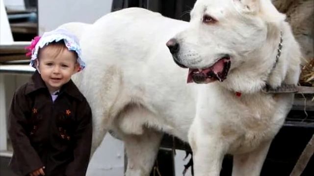 Порода собак Алабай или среднеазиатская овчарка смотреть онлайн