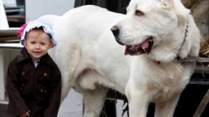 Порода собак Алабай или среднеазиатская овчарка