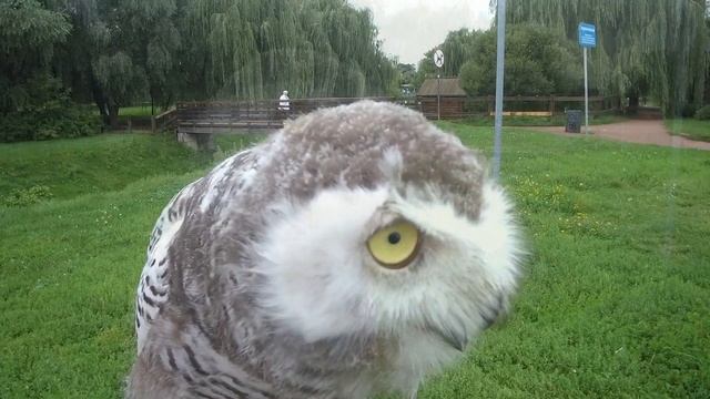 Полярная сова Добрыня и Гуси Лебеди. Первое знакомство смотреть онлайн