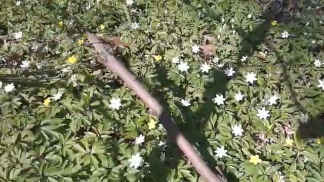 Ветреница лютиковая  (Anemone Ranunculoides)