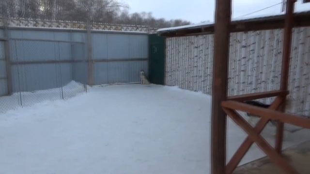 ХАСКИ-ЦЕНТР "АКВИЛОН"/СОБАКИ САМОЕДЫ/ПРОГУЛКА ПО ТЕРРИТОРИИ ТСО "АКВИЛОН" смотреть онлайн