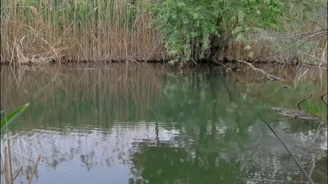 Началось!!! рыба проснулась караси жрут, красноперки плотва итд, щуки озверели не дают рыбачить смотреть онлайн