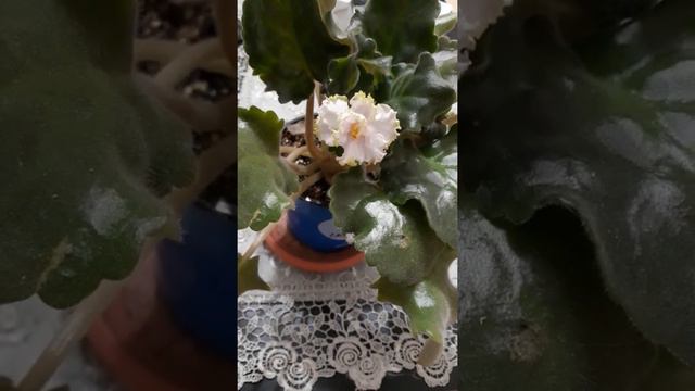 Мои фиалки цветут смотреть онлайн