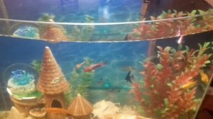 Установка компрессора в аквариум!