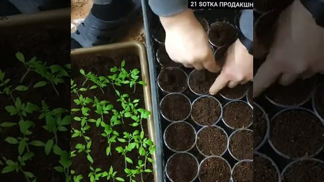 Выращивание томатов. Пикировка рассады. Основные правила для выращивания рассады помидоров. смотреть онлайн