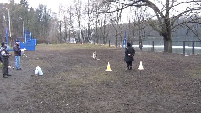 ВЕО на ЗКС. Выборка вещи по запаху, поиск предмета смотреть онлайн