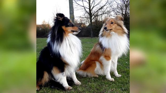 Шелти описание породы собаки! смотреть онлайн