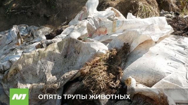 ОПЯТЬ ТРУПЫ ЖИВОТНЫХ смотреть онлайн
