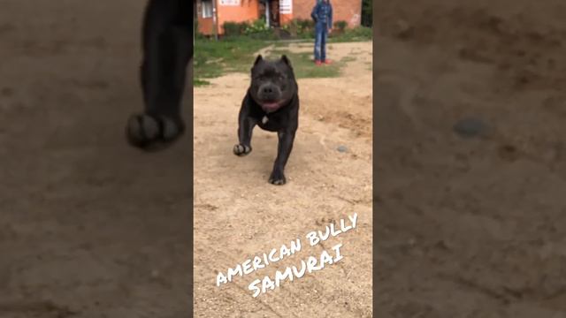 Американский булли Сэм смотреть онлайн