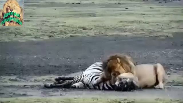 ДИКАЯ ПРИРОДА  ЛЕВ НАПАЛ НА ЗЕБРУ. #ДИКАЯПРИРОДА