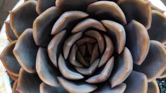 Echeveria 'Orion', A Hybrid Of Echeveria Lilacina X Echeveria Pulidonis