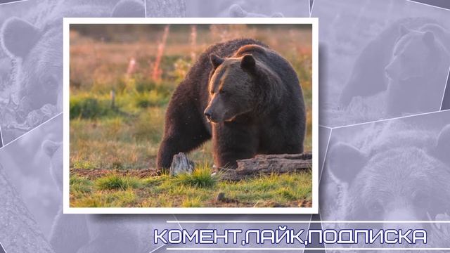 Как живёт бурый медведь: 10 интересных фактов из жизни «косолапого» смотреть онлайн
