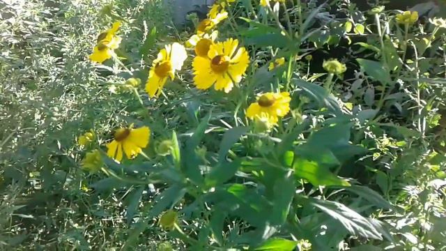 SOS ПРОПАЛА ДЕВОЧКА МАЛЕНЬКАЯ В НИЖЕГОРОДСКОЙ ОБЛ смотреть онлайн