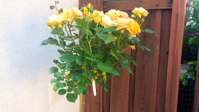 Julia Child | Yellow Rose Tree | Standard Rose смотреть онлайн