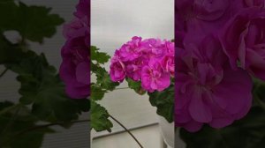 Сравнение двух пеларгоний: сирененвый туман и сиреневый рассвет