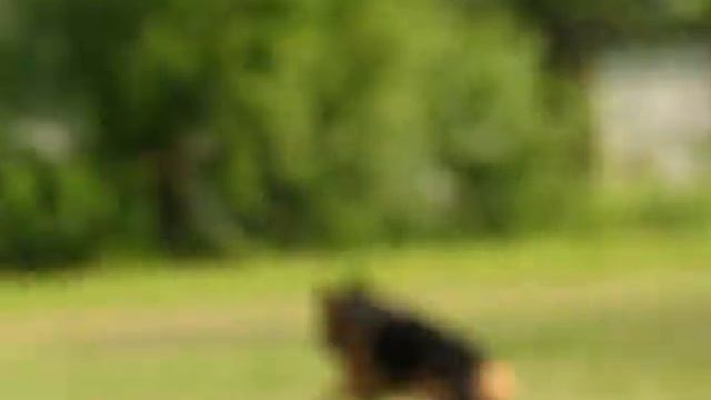 каталог №30 ФАЙЕРХУНД АМУР