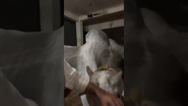 Rk bulls beast with rk babai #vetapalemtiger смотреть онлайн