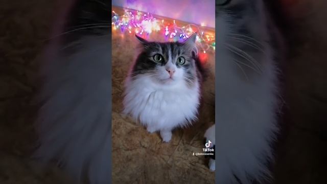 Как познакомить 2х котиков. смотреть онлайн