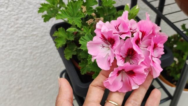 Пеларгония крупноцветковая, декоративное садовое или комнатное растение? смотреть онлайн