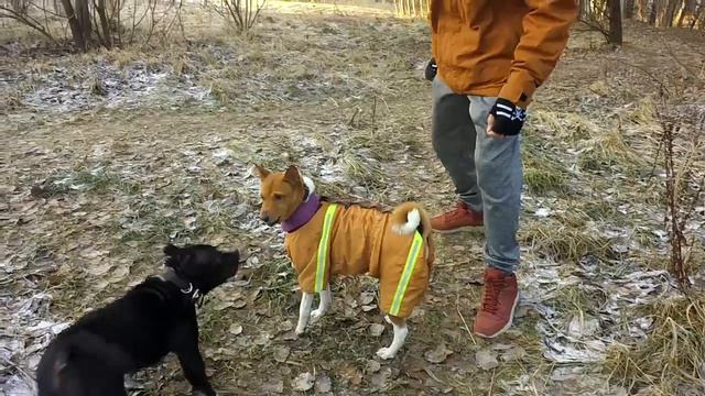basenji 29.12.2015 смотреть онлайн