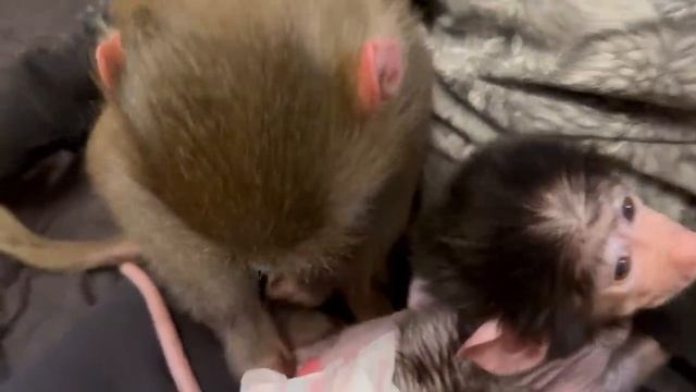 СМЕХОТА! Мы оставили Люси и Стёпу одних на ПОЛ ЧАСА, а когда вернулись домой Люся СПРЯТАЛА Степашка смотреть онлайн