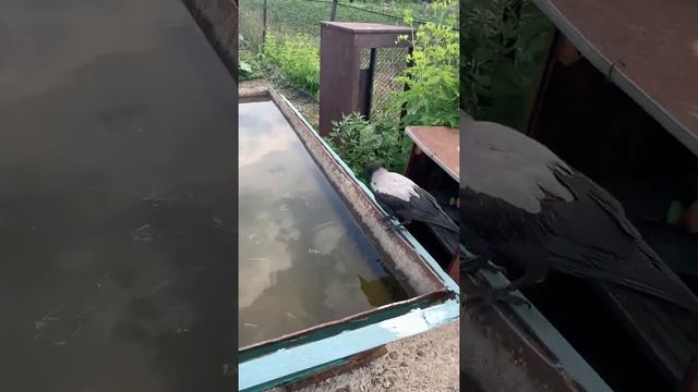 Каркуша, серая ворона ручная. Доступ к воде есть всегда. смотреть онлайн