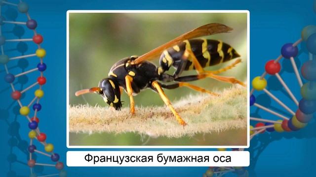 Приспособленность организмов к условиям внешней среды как результат естественного отбора. Видеоурок смотреть онлайн