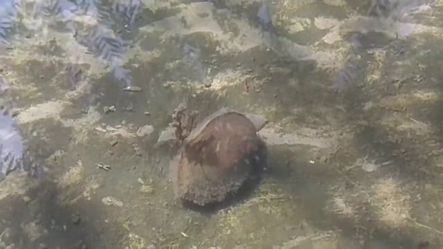 движение ракушки смотреть онлайн