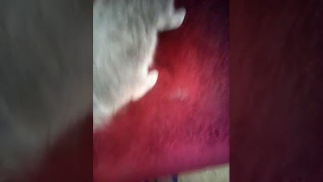 Меня царапает кошка???