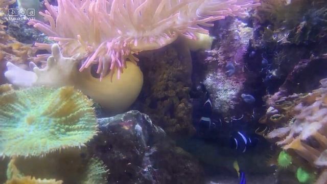 Аквариум SEA LIFE Мюнхен 2023 (4K)