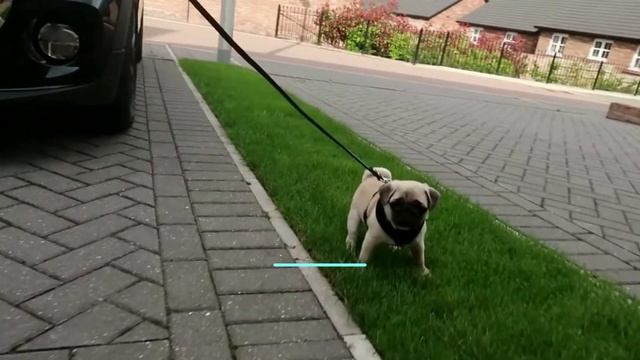 МОПС ВСЕ О ПОРОДЕ. ИНТЕРЕСНЫЕ ФАКТЫ смотреть онлайн