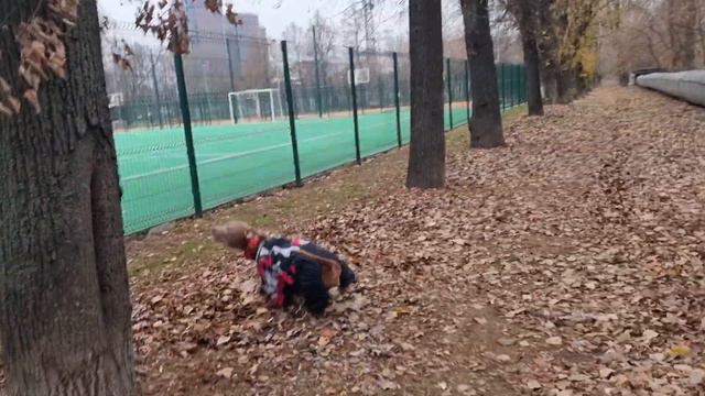 Питбуль Иллария носится, прыгает/ Анхелька гуляет важно смотреть онлайн