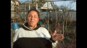 Церцис Канадский / Декоративные деревья