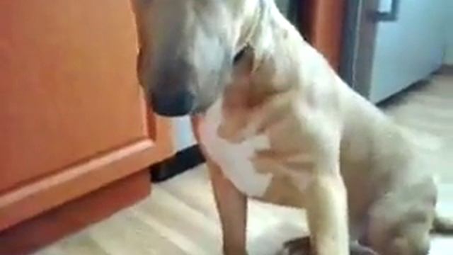 Бультерьер смотреть онлайн
