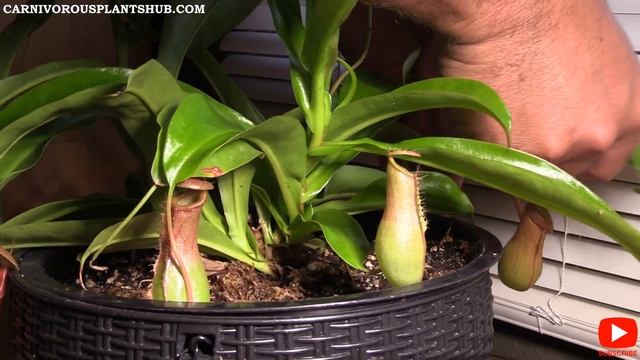 Separating & Repotting Nepenthes Ventrata Basal Shoot Cuttings - Propagate Pitcher Plants W/Cutting смотреть онлайн