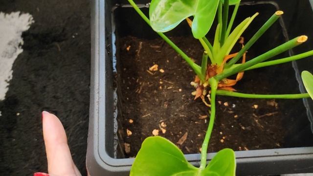 Как пересадить антуриум после покупки, основные правила. смотреть онлайн