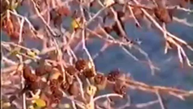 Применение соплодий ольхи смотреть онлайн