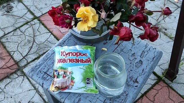 ЖЕЛЕЗНЫЙ КУПОРОС ОЧЕНЬ ВАЖНО! ОСЕННЯЯ ОБРАБОТКА РОЗ ПЕРЕД УКРЫТИЕМ. смотреть онлайн