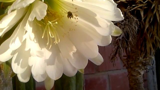 Flor de Cactus San Pedro y recolectora de polen. смотреть онлайн