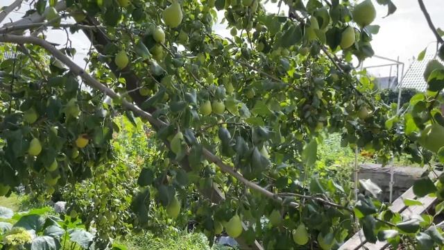 Сверхурожайность груши ? «Лель» это радость или слёзы? смотреть онлайн