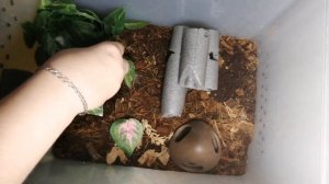 Hemidactylus lugubris. траурный геккон. Содержание .