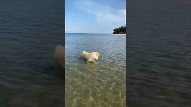 Влог. Море. Прогулка с Собакой. Осень смотреть онлайн