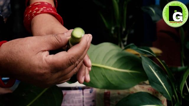 Green Magic Indoor Plant Cutting & Planting I Tips and Care смотреть онлайн