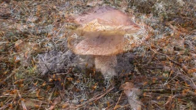 Поход в лес за грибами и "ведьменный круг" из поганок! Май 2016. смотреть онлайн