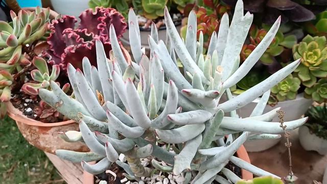 TOUR SUCULENTO Segunda Parte #echeveria #suculentas