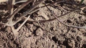 Когда открывать клематисы ⁉️ или работа с клематисами весной  Обрабатываю и подвязываю к опорам